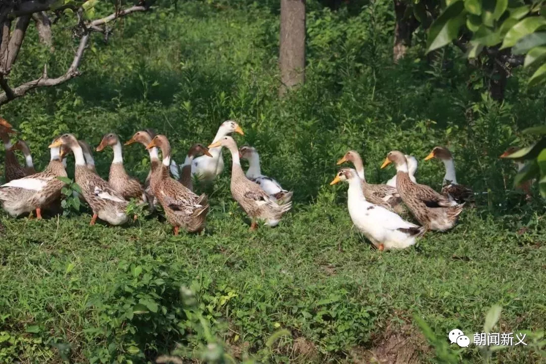 1557973196674308.jpg 蜂蜜浏览器_12.jpg