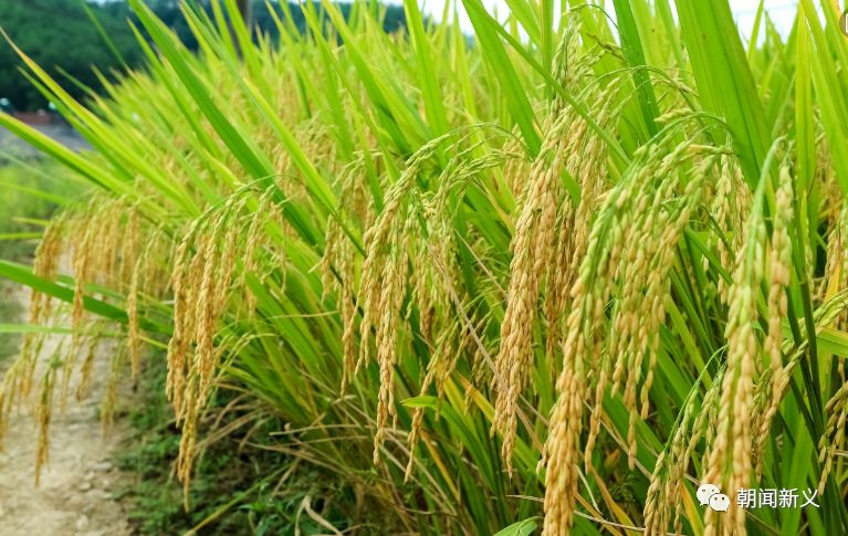 1557973215114701.jpg 蜂蜜浏览器_14.jpg