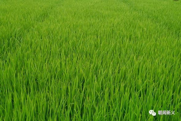 1557973224676502.jpg 蜂蜜浏览器_15.jpg