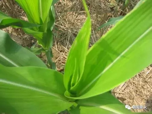 1557973277223980.jpg 蜂蜜浏览器_19.jpg