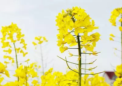 1557975365664066.jpg 蜂蜜浏览器_3.jpg