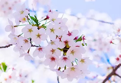 1557975375975831.jpg 蜂蜜浏览器_4.jpg