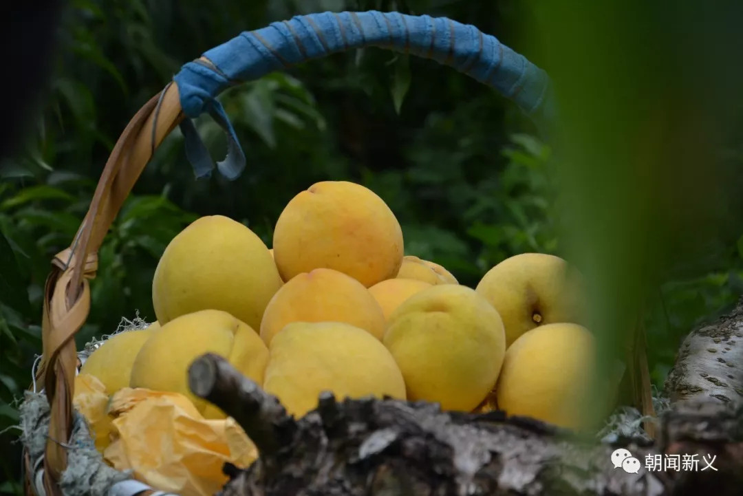 1558059430329193.jpg 蜂蜜浏览器_5.jpg