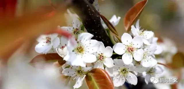 1558334370100918.jpg 蜂蜜浏览器_11.jpg