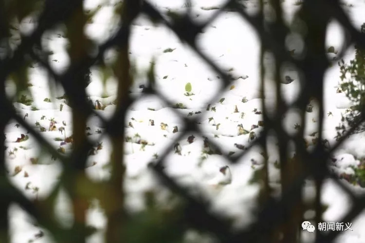 1558343131120738.jpg 蜂蜜浏览器_20.jpg