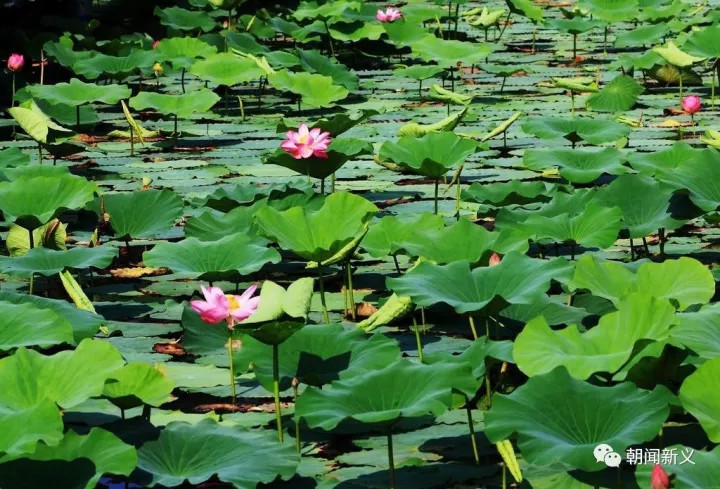 1558408772873674.jpg 蜂蜜浏览器_2.jpg