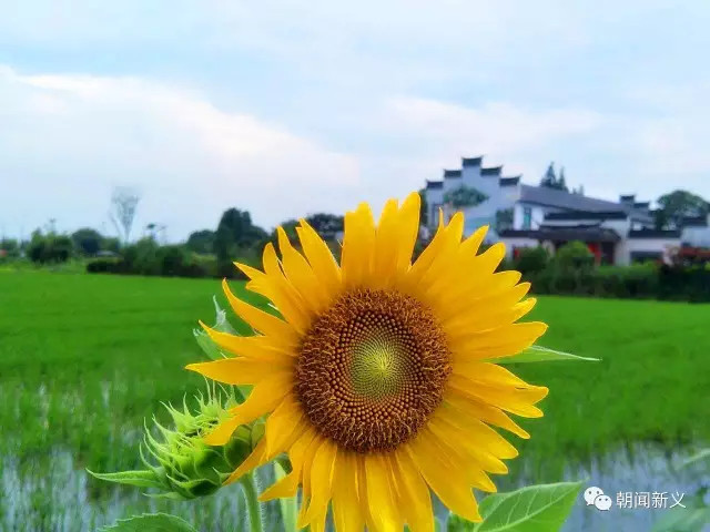 1558420762113720.jpg 蜂蜜浏览器_1.jpg