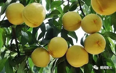 1558421903820745.jpg 蜂蜜浏览器_2.jpg