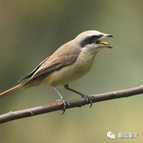 1558422537329193.jpg 3.jpg