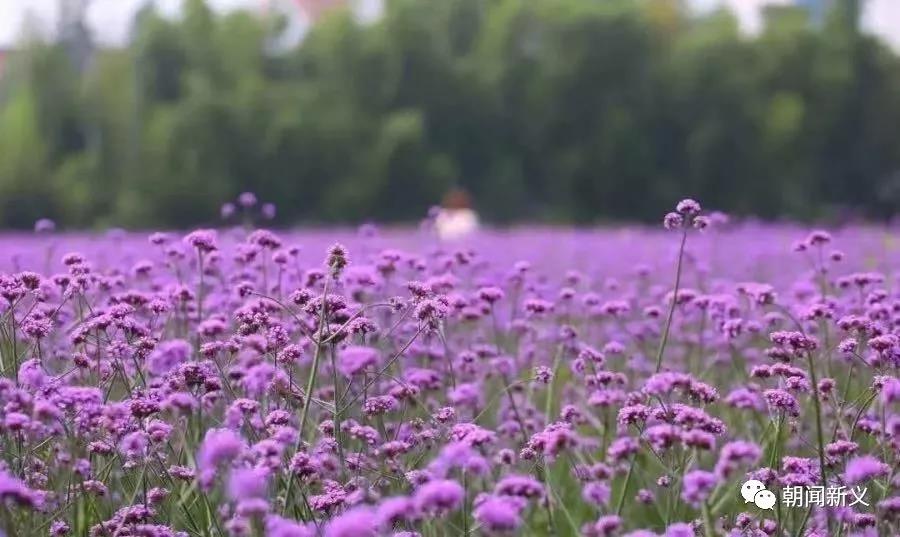 1565246553910853.jpg 1.jpg