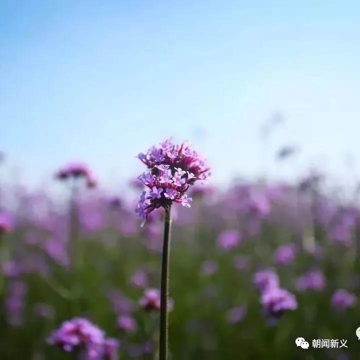 1565246569258190.jpg 2.jpg