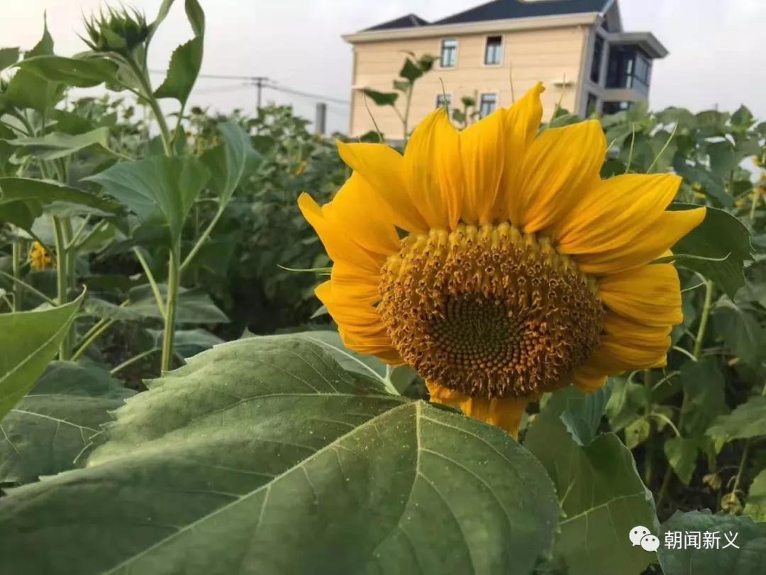 1565246604493101.jpg 5.jpg