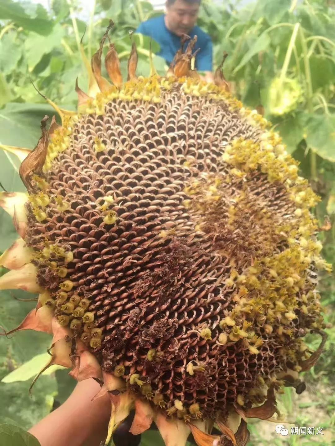 1565246614124723.jpg 6.jpg