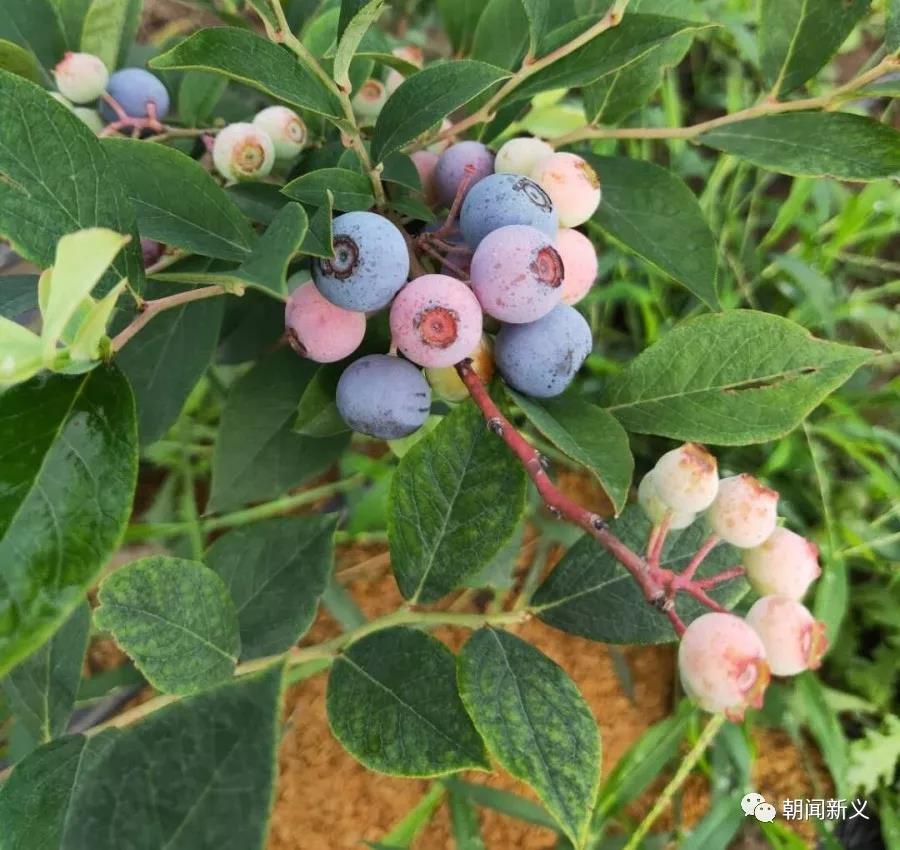 1565246694366329.jpg 13.jpg