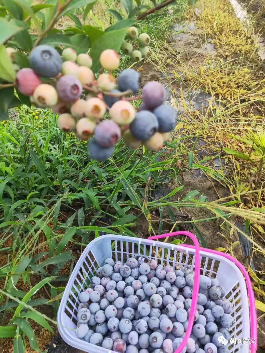 1565246722760242.jpg 15.jpg